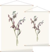 Bijenorchis (Bee Orchis) - Foto op Textielposter - 120 x 180 cm