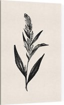 Peperkers zwart-wit (Broad-Leaved Pepperwort) - Foto op Canvas - 60 x 90 cm