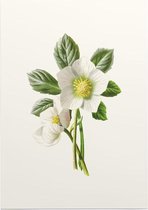 Nieskruid (Hellebore) - Foto op Posterpapier - 42 x 59.4 cm (A2)