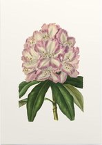 Rododendron Aquarel (Rhododendron) - Foto op Posterpapier - 29.7 x 42 cm (A3)