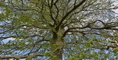 Fotobehang Beukenboom in voorjaarsblad 450 x 260 cm