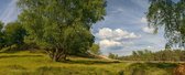 Fotobehang heide op de Veluwe 450 x 260 cm - € 295,--