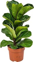 Ficus Lyrata 'Bambino' - Vioolbladplant per stuk | Kamerplant in kwekerspot ⌀12 cm - ↕30 cm