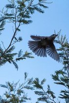 Bird in Flight Journal: 150 Page Lined Notebook/Diary