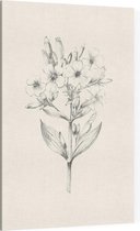 Zeepkruid zwart-wit Schets (Soapwort) - Foto op Canvas - 30 x 45 cm