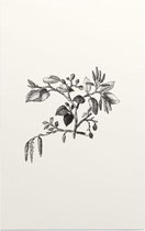 Els zwart-wit (Leaf of Alder) - Foto op Forex - 60 x 90 cm