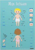 Educatieve poster (Forex) - Biologie mijn lichaam - 50 x 70 cm (B2)