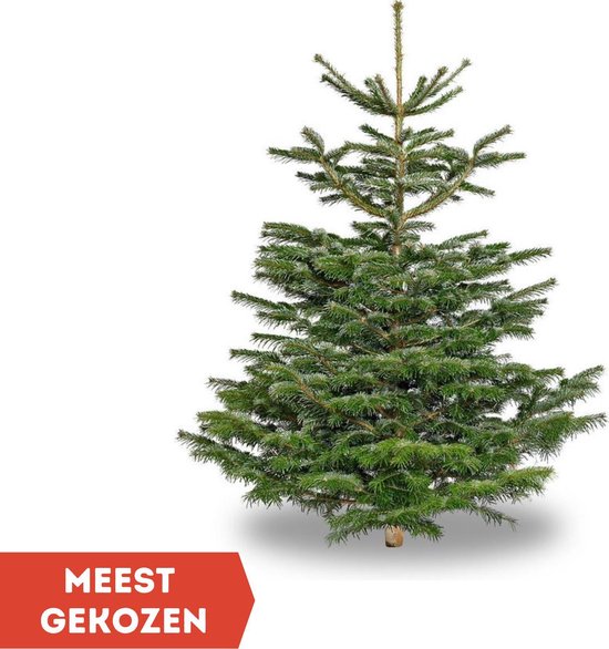 WAYS Kerstbomen - 130 cm hoog - Echte Noordman Kerstboom voor binnen - Zonder  kluit | bol.com