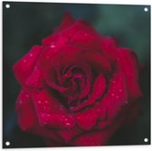 Tuinposter – Rode Roos met Regendruppels - 80x80cm Foto op Tuinposter  (wanddecoratie voor buiten en binnen)