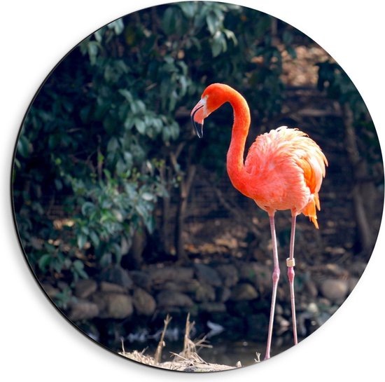 Dibond Wandcirkel - Eenzame Roze Flamingo - 40x40cm Foto op Aluminium Wandcirkel (met ophangsysteem)