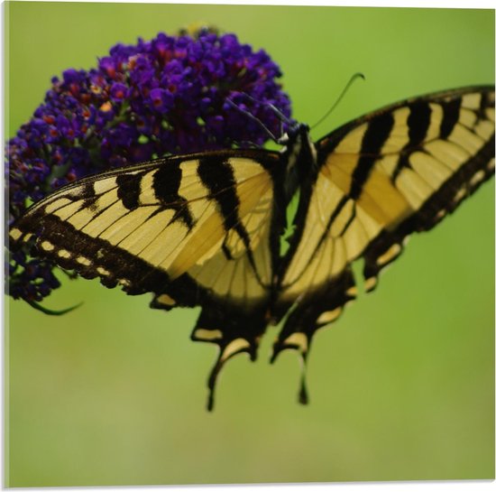Acrylglas - Geel met Zwarte Vlinder op Paarse Bloem - 50x50cm Foto op Acrylglas (Met Ophangsysteem)