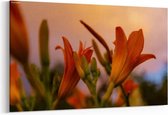 Schilderij - Sunshine flowers — 100x70 cm