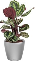 Calathea Medaillon in watergevende Classico zilver | Pauwenplant