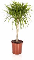 Dracaena Marginata gevlochten stam | Drakenbloedboom