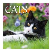 Comello Wandkalender 2021 Katten 30,5 Cm Papier