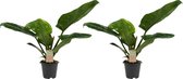 Kamerplanten van Botanicly – 2 × Philodendron imperial Green – Hoogte: 45 cm