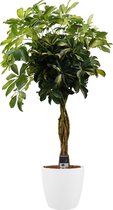 Kamerplant van Botanicly – Vingerboom incl. sierpot wit als set – Hoogte: 125 cm – Schefflera arb. Gold Capella