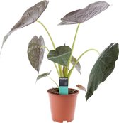 Kamerplant van Botanicly – Olifantsoor – Hoogte: 65 cm – Alocasia Wentii