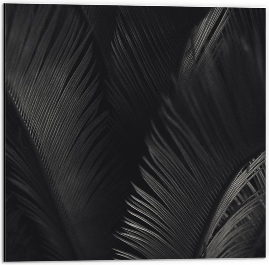 Dibond - Pauwenveren (zwart/wit) - 50x50cm Foto op Aluminium (Wanddecoratie van metaal)