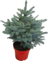 Boom van Botanicly – Picea Pungens Super Blue – Hoogte: 85 cm