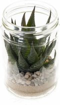 Kunst vetplant in glazen pot 13 cm