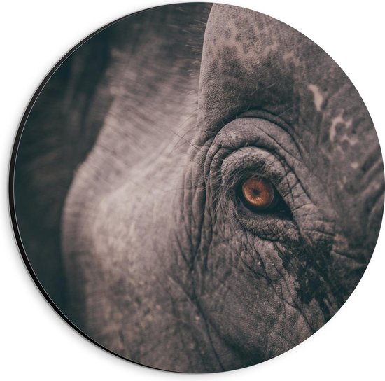 Dibond Wandcirkel - Oog Olifant Ingezoomd  - 20x20cm Foto op Aluminium Wandcirkel (met ophangsysteem)