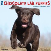 Labrador Retriever Bruin Puppies Kalender 2021