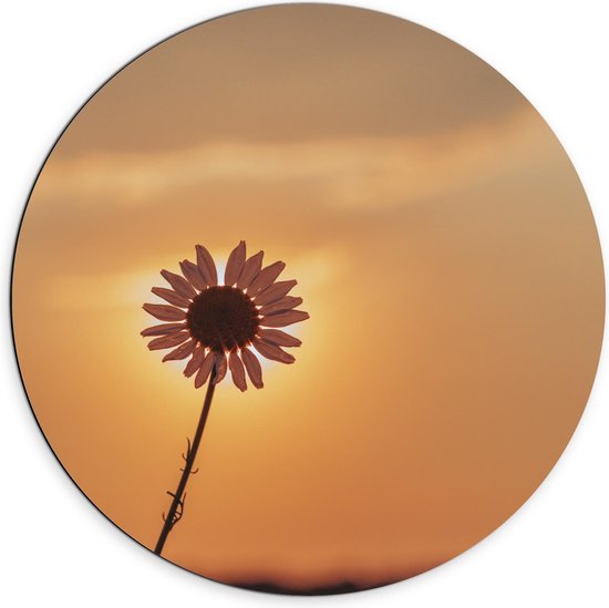 Dibond Wandcirkel - bloemetje voor Zonlicht - Foto op Aluminium Wandcirkel (met ophangsysteem)