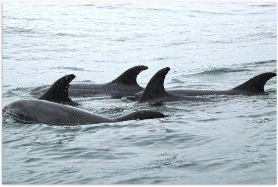 Poster – Vinnen van Dolfijnen boven Water - 60x40cm Foto op Posterpapier