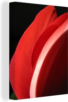 Gros plan de la tête d'une tulp rouge sur fond noir Toile 30x40 cm - petit - Tirage photo sur toile (Décoration murale salon / chambre) / Peintures Fleurs sur toile