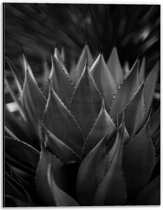Dibond - Close Up Plant (Zwart Wit) - 30x40cm Foto op Aluminium (Met Ophangsysteem)
