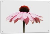 Tuinposter – Roze Bloem op Witte Achtergrond  - 90x60cm Foto op Tuinposter  (wanddecoratie voor buiten en binnen)