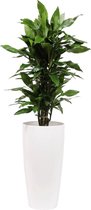 Dracaena Janet Lind in Santorini pot semi-hydroculture White (DrJLK33W)