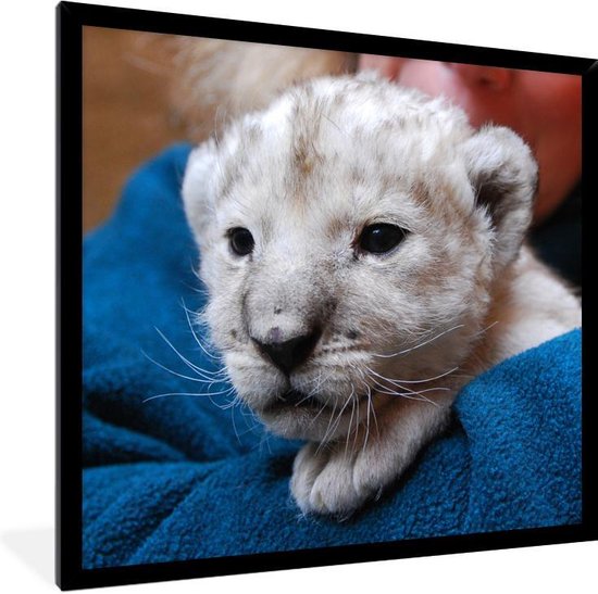 Photo Encadree Cadre Photo Jeune Bebe Lion Blanc Noir Sans Passe Partout 80x60 Cm Bol Com