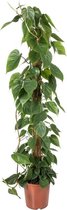 Philodendron Scandens 150 cm