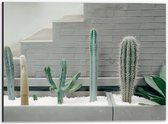 Dibond - Cactussen in een Bak  - 40x30cm Foto op Aluminium (Met Ophangsysteem)