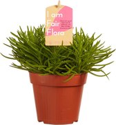 Hellogreen Kamerplant - Senecio Archeri Himalaya - 20 cm