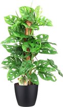 Hellogreen Kamerplant - Monstera Monkey Leaf - Met mosstok - ↕ 65 cm - Elho Brussels zwart