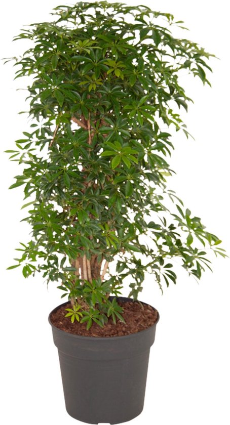 Schefflera Luseana Hoogte 100cm Potmaat 27 - Bektas Plants