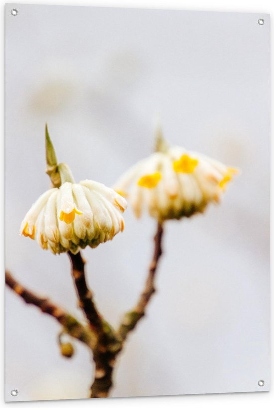Tuinposter – Wit Gele Hangende Bloemetjes - 80x120cm Foto op Tuinposter  (wanddecoratie voor buiten en binnen)