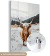 Schootse Hooglander, Sneeuw