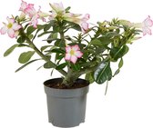 Bloomique - Adenium Obesum - Woestijnroos - Bloeiend - Kamerplanten - Zeer Gemakkelijk in onderhoud - Pot 13cm - 25-35cm Hoog