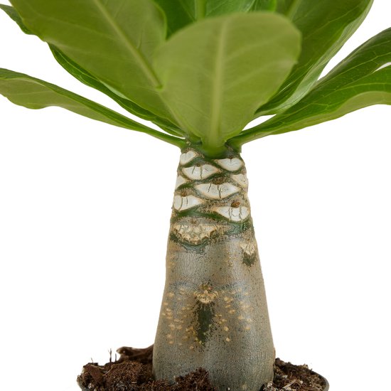 Close-up van de dikke, gegroefde stam van een Brighamia insignis plant in een zwarte pot.