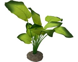 Aqua Della Aquariumplant Anubias 3 - Groen - 20cm