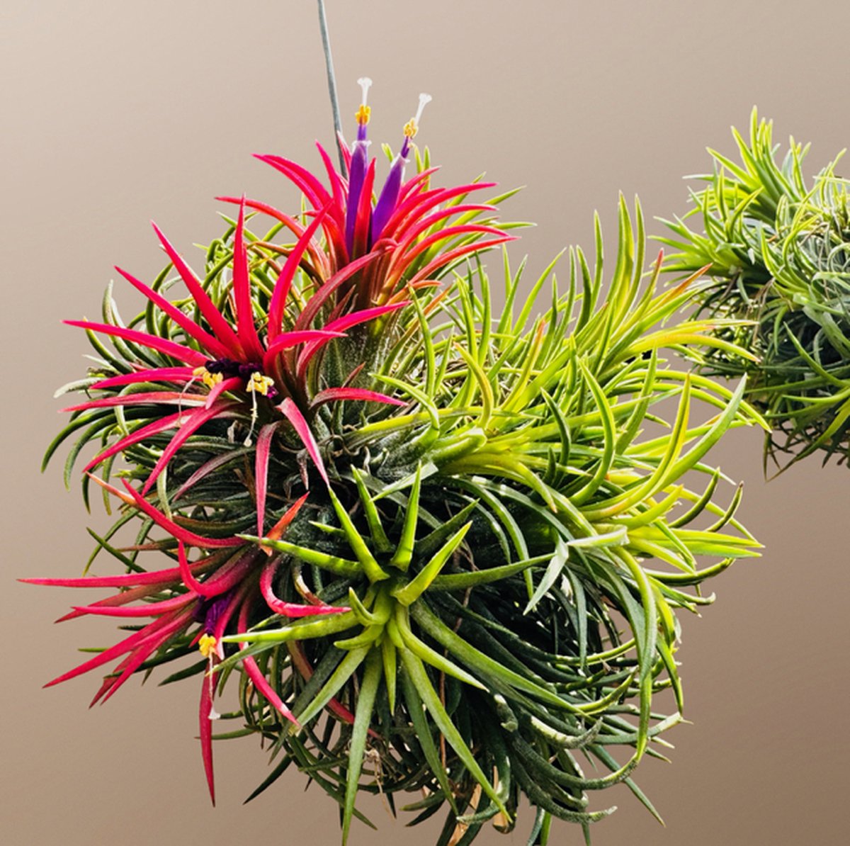 Dit is waarom de rode anjer de nationale bloem van Spanje is
