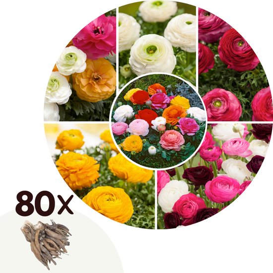 Plant in a Box - Ranunculus - Mix van 80 - Ranunculus bloembollen - Zomerbloeiers - Knollen