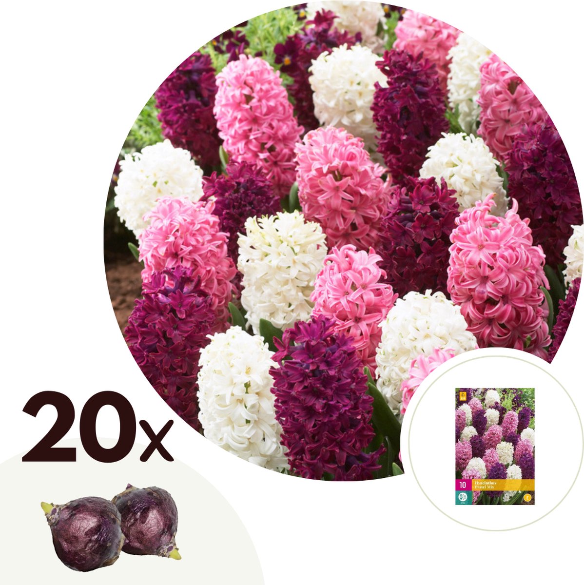 Plant in a Box - Hyacintbollen Pastel Mix - 20x Hyacint bloembollen voor in de tuin - Hyacinthus Woodstock, Hyacinthus Pink Surprise, Hyacinthus Carnegie - Omtrek bloembollen 14/15cm