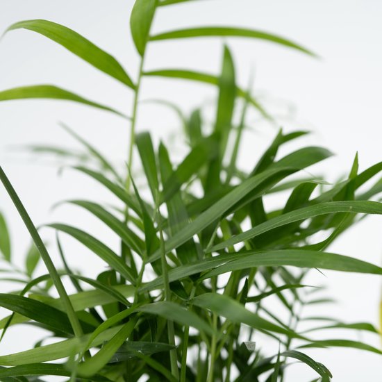 PLANT IN A BOX Mélange de plantes d'intérieur extrêmement résistant - Set de 4 - pot ⌀12 cm - Hauteur ↕ 30-40 cm