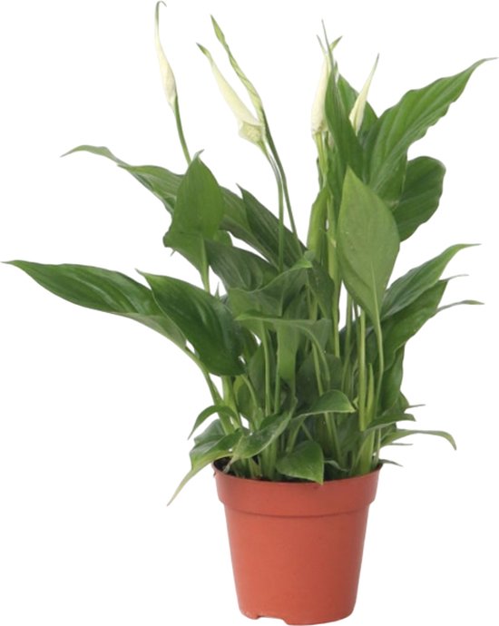Spathiphyllum 'Lepelplant' - Luchtzuiverend - Kamerplant - Pot 12cm - Hoogte 30-45cm