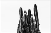 Walljar - Mini Cactus - Zwart wit poster